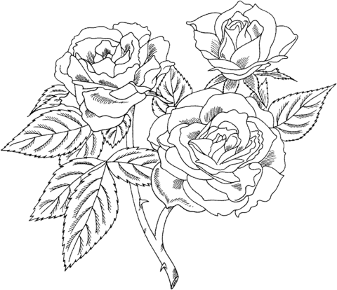 Floribunda roses coloring page Floribunda roses coloring page